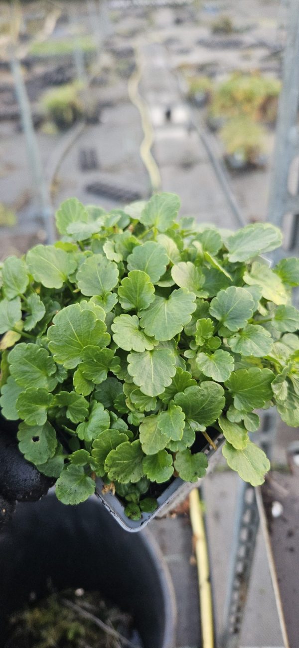 Viola Victorian Series 'Blue Ice'