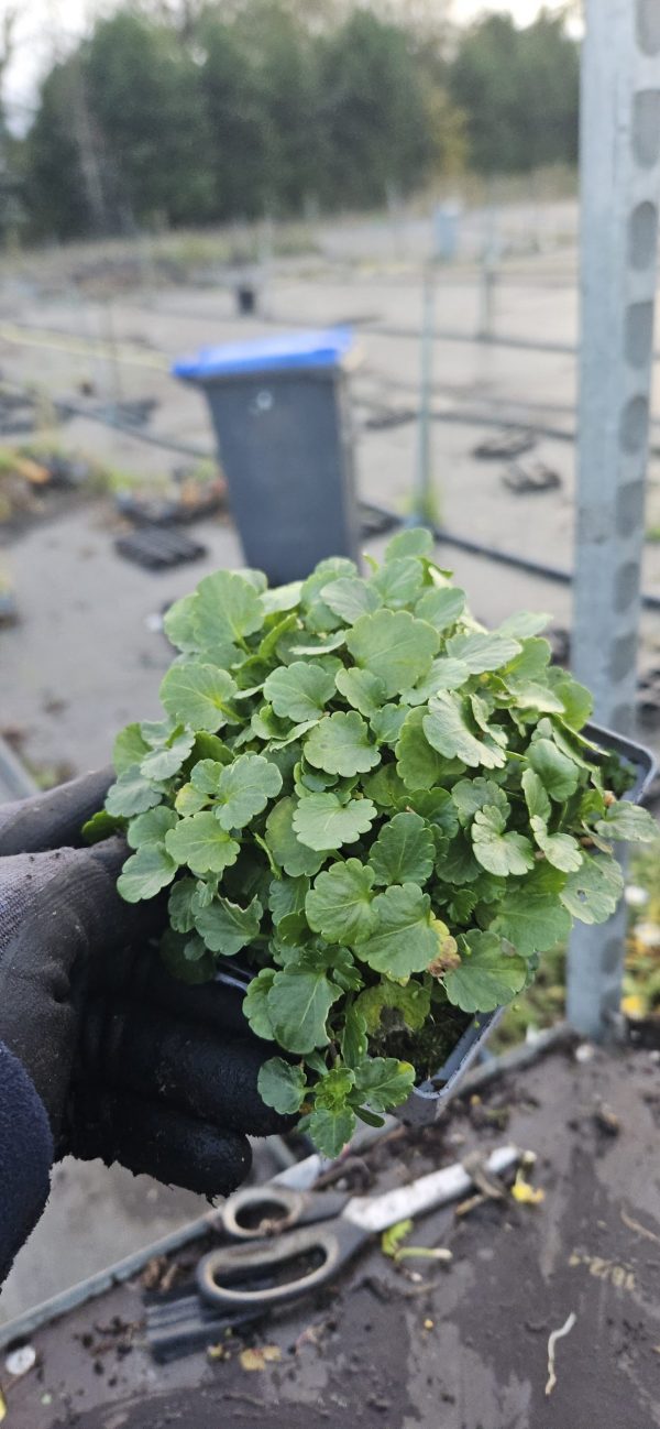 Viola Victorian Series 'Blue Ice'