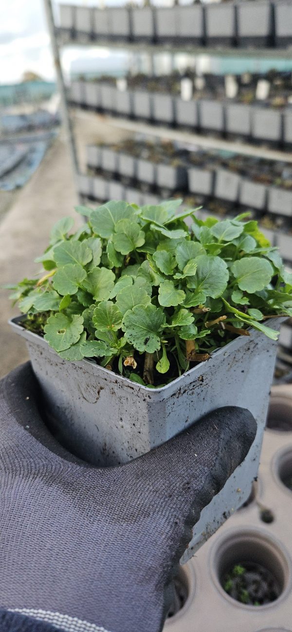 Viola Victorian Series 'Blue Sails'