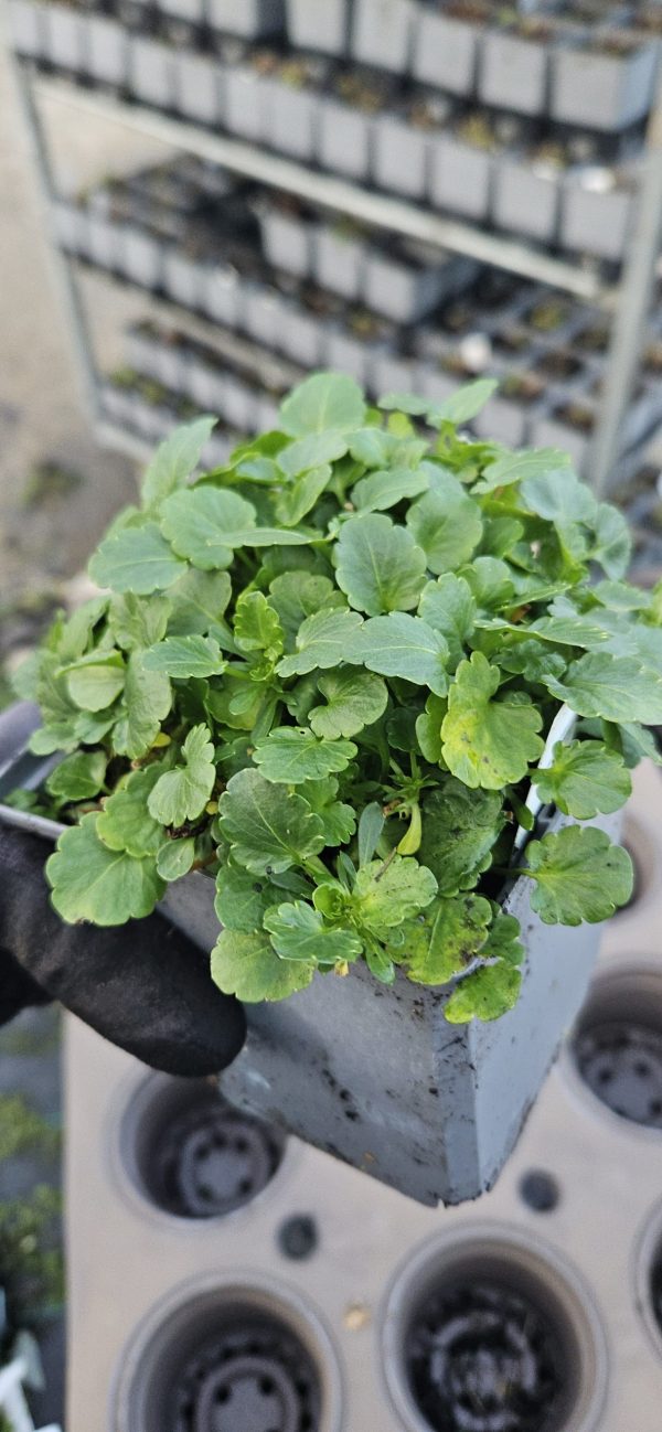 Viola Victorian Series 'Blue Sails'