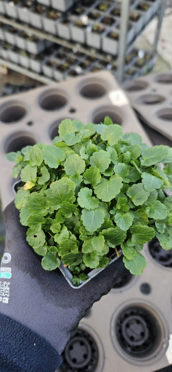 Viola Victorian Series 'Blue Sails'