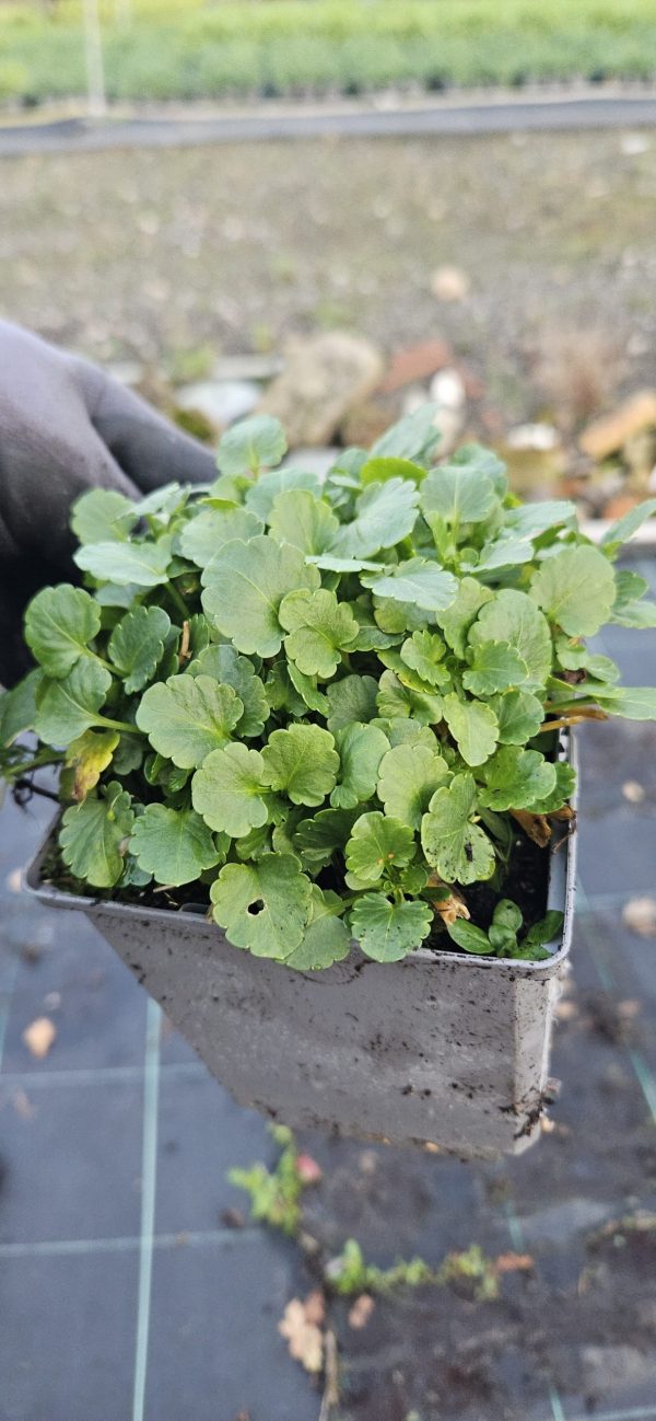 Viola Victorian Series 'Citronella'