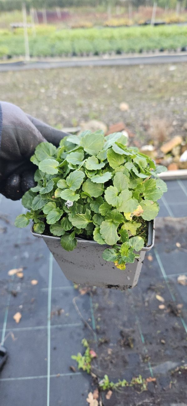 Viola Victorian Series 'Citronella'