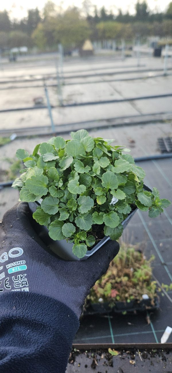 Viola Victorian Series 'Prunella'