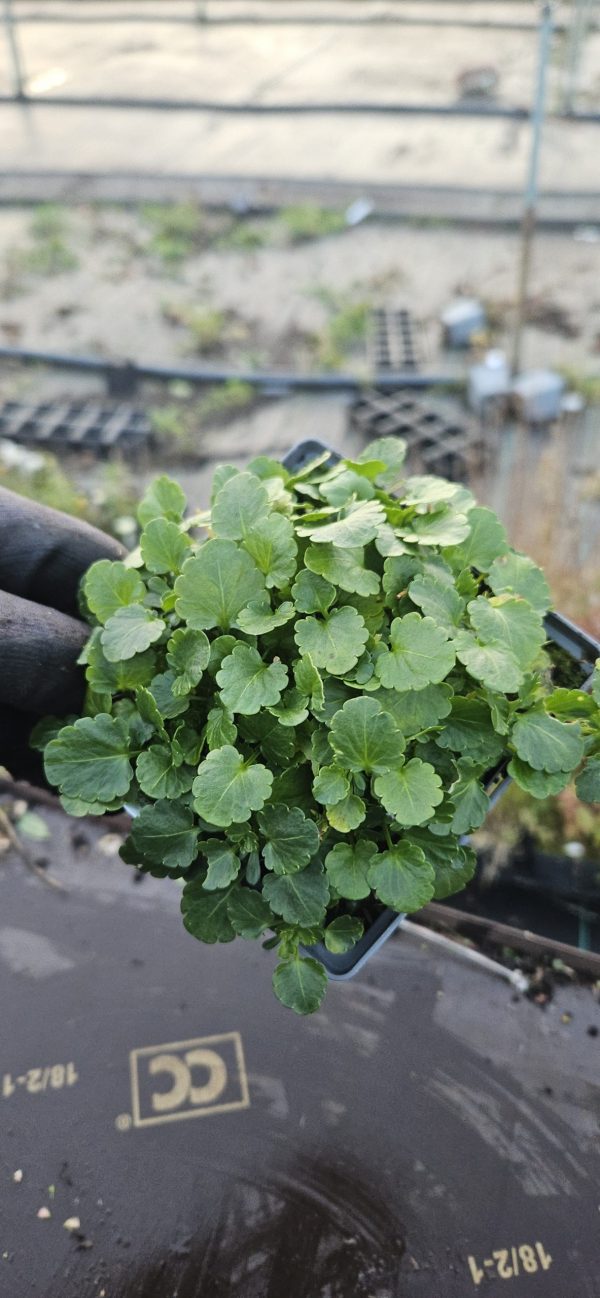 Viola Victorian Series 'Prunella'