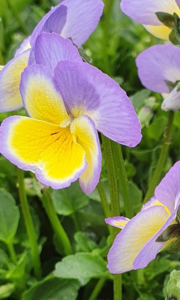 Viola 'Zoe' Viola 'Zoe'