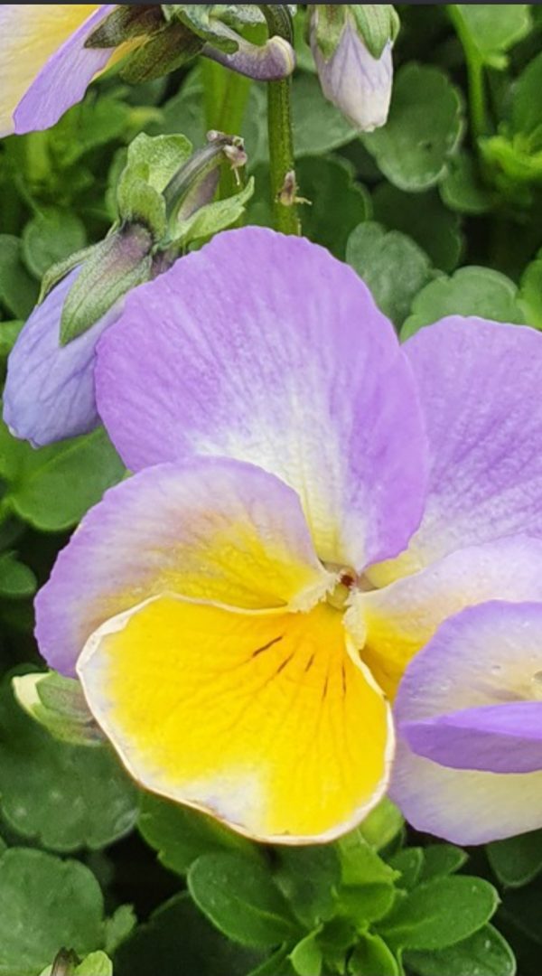 Viola 'Zoe'2 Viola 'Zoe'