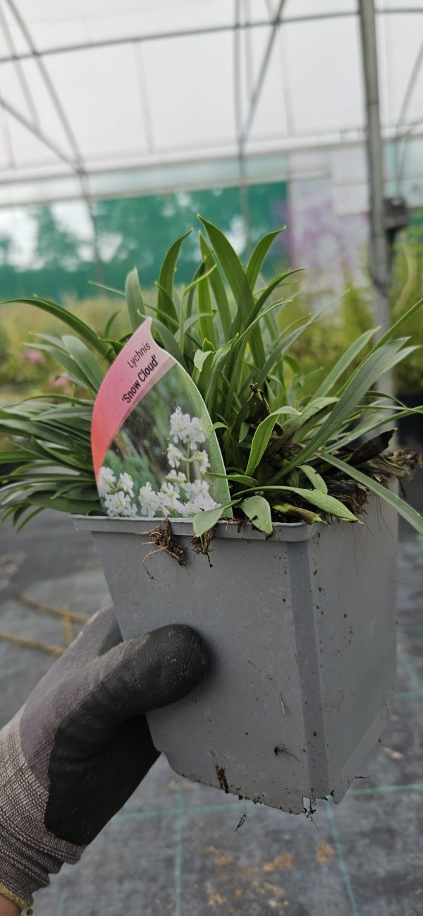 Viscaria vulgaris 'Snow Cloud'