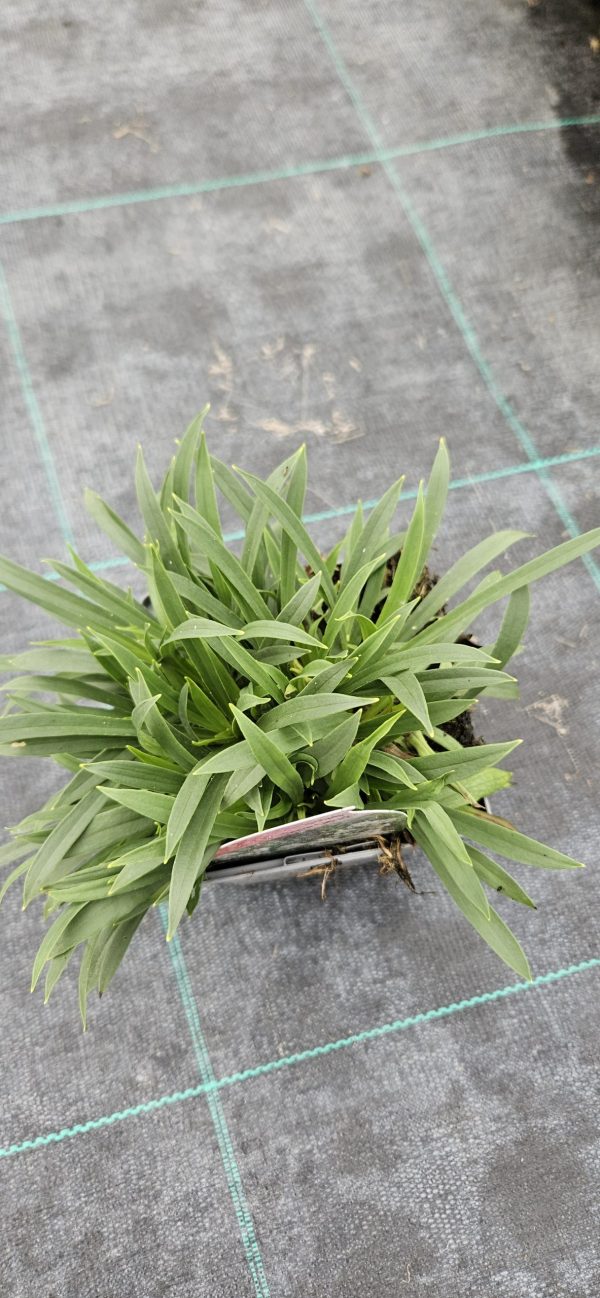 Viscaria vulgaris 'Snow Cloud'