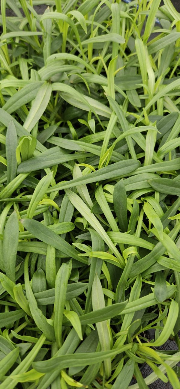 Viscaria vulgaris 'Splendens Plena'