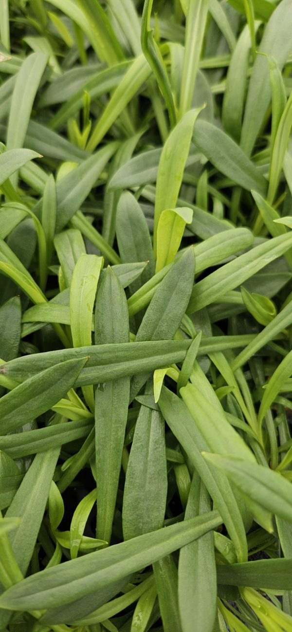 Viscaria vulgaris 'Splendens Plena'