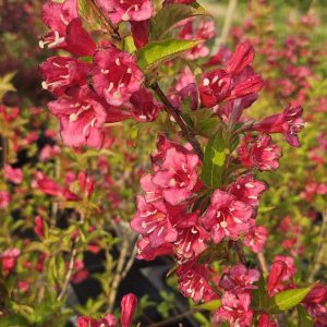 Weigela 'Bristol Ruby'