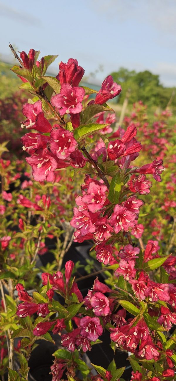 Weigela 'Bristol Ruby'
