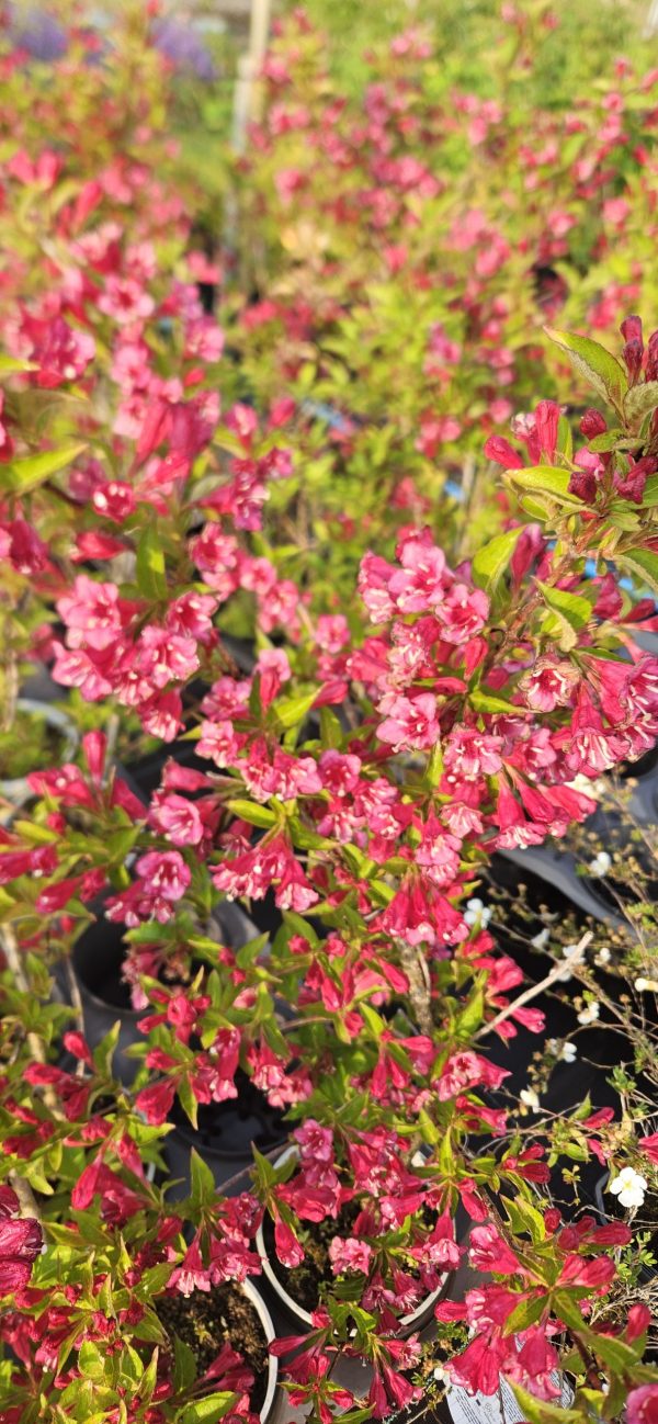 Weigela 'Bristol Ruby'
