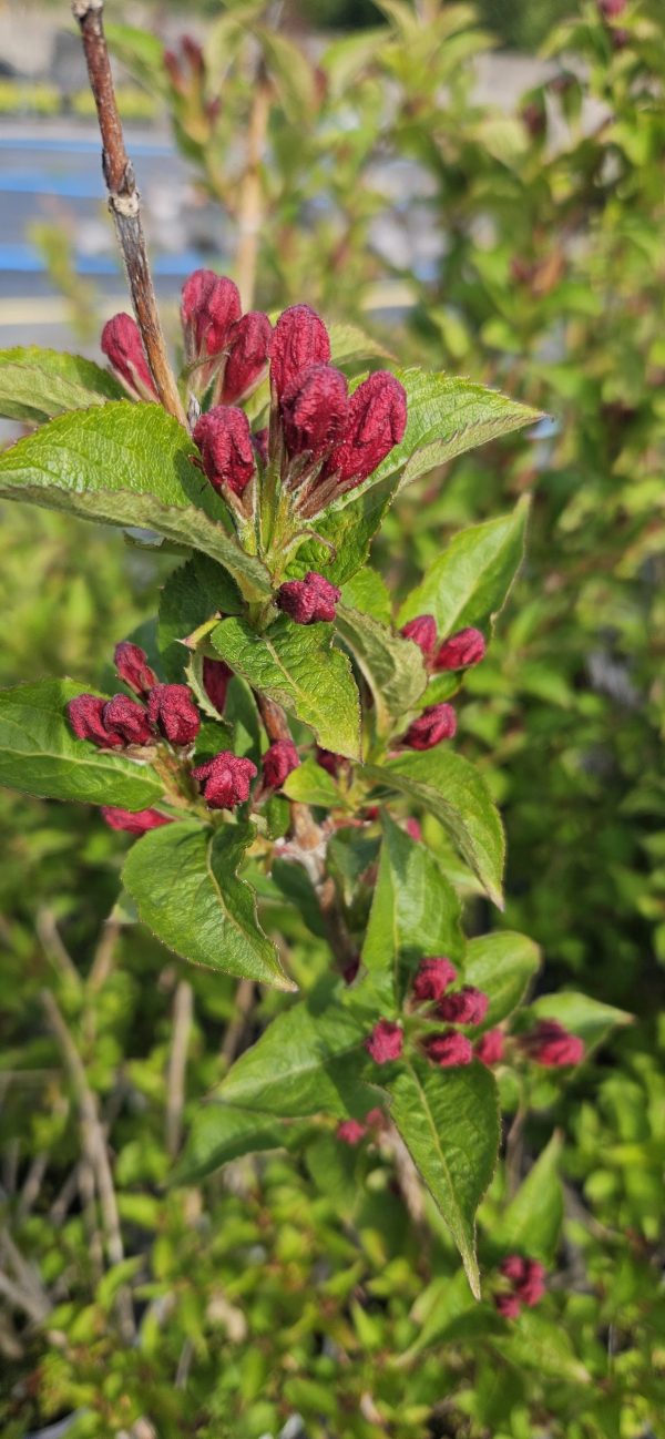 Weigela 'Bristol Ruby'