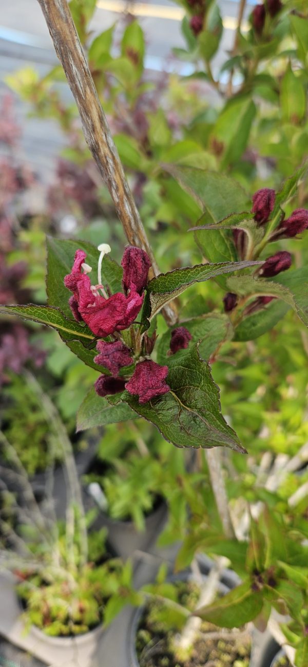 Weigela 'Bristol Ruby'