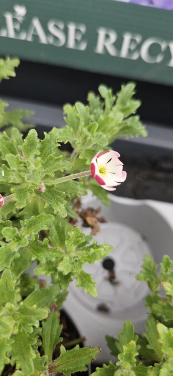 Zaluzianskya ovata 'Star Balsam'