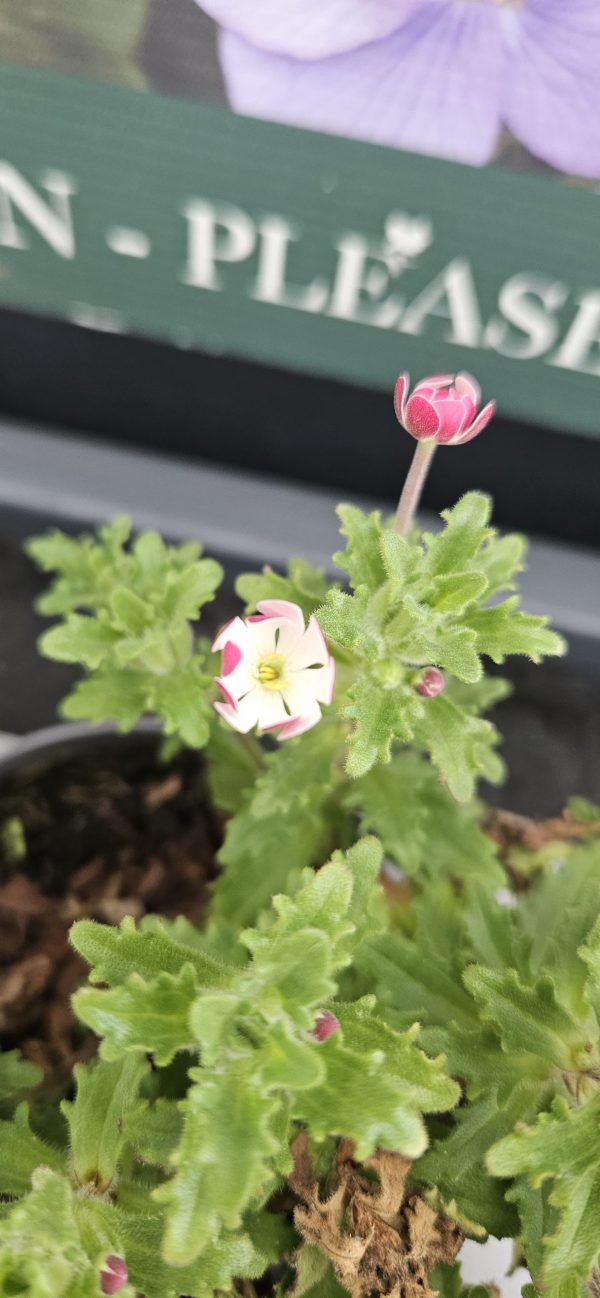 Zaluzianskya ovata 'Star Balsam'