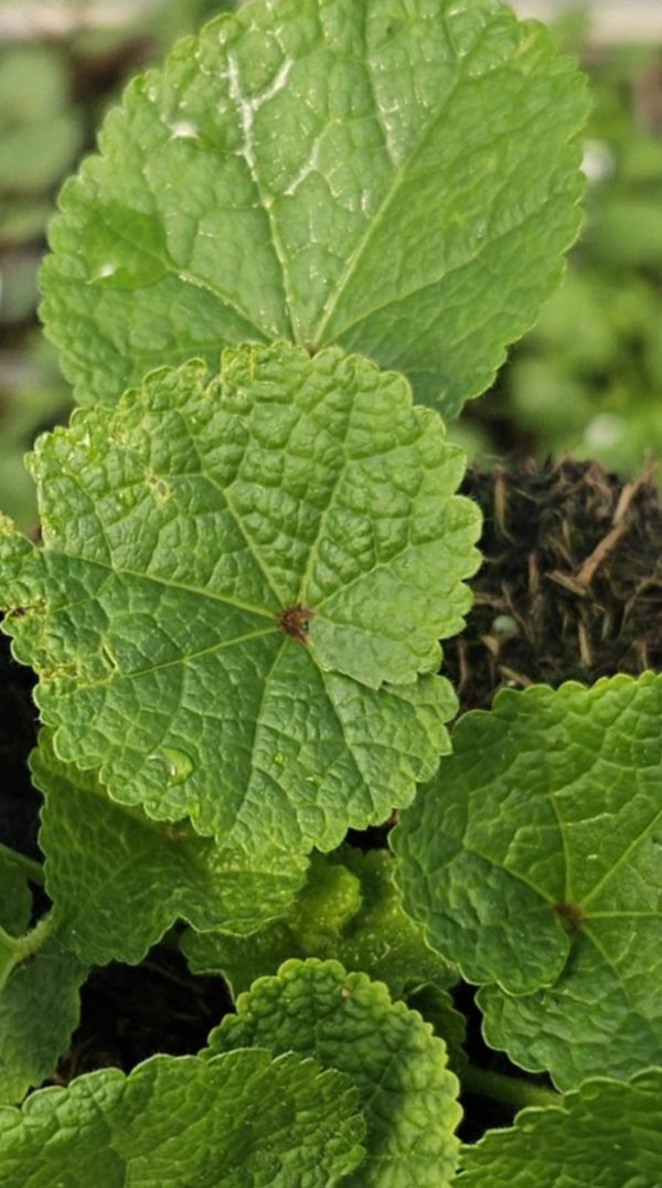 Alcea rosea 'Spring Celebrities Apricot' Alcea rosea 'Spring Celebrities Apricot'