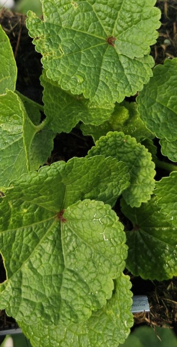 Alcea rosea 'Spring Celebrities Apricot'3 Alcea rosea 'Spring Celebrities Apricot'