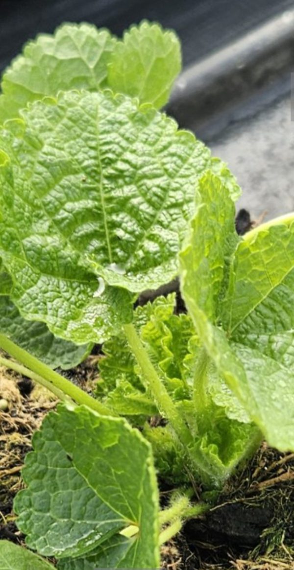 Alcea rosea 'Spring Celebrities Crimson' Alcea rosea 'Spring Celebrities Crimson'