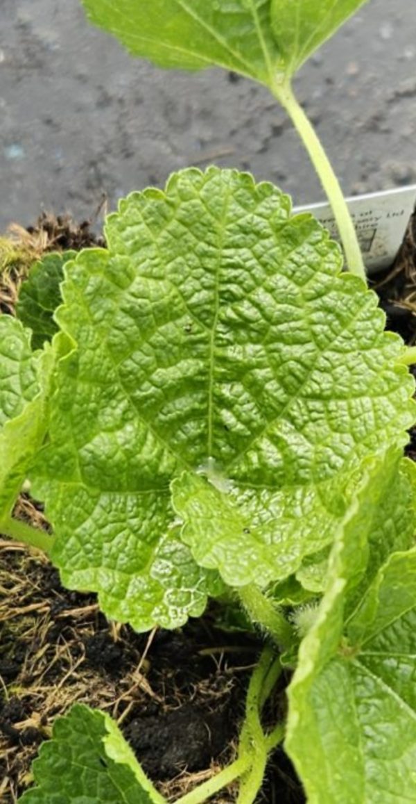 Alcea rosea 'Spring Celebrities Crimson'3 Alcea rosea 'Spring Celebrities Crimson'