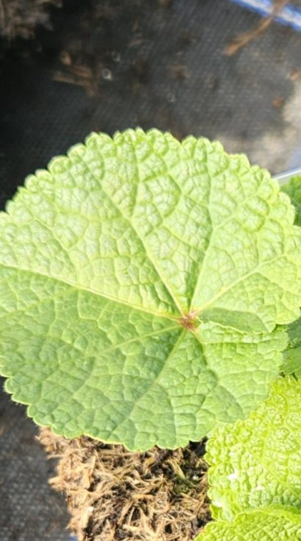 Alcea rosea 'Spring Celebrities Lemon'