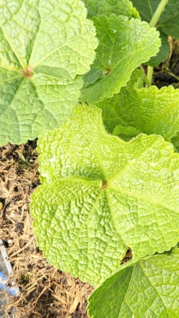 Alcea rosea 'Spring Celebrities Lemon'