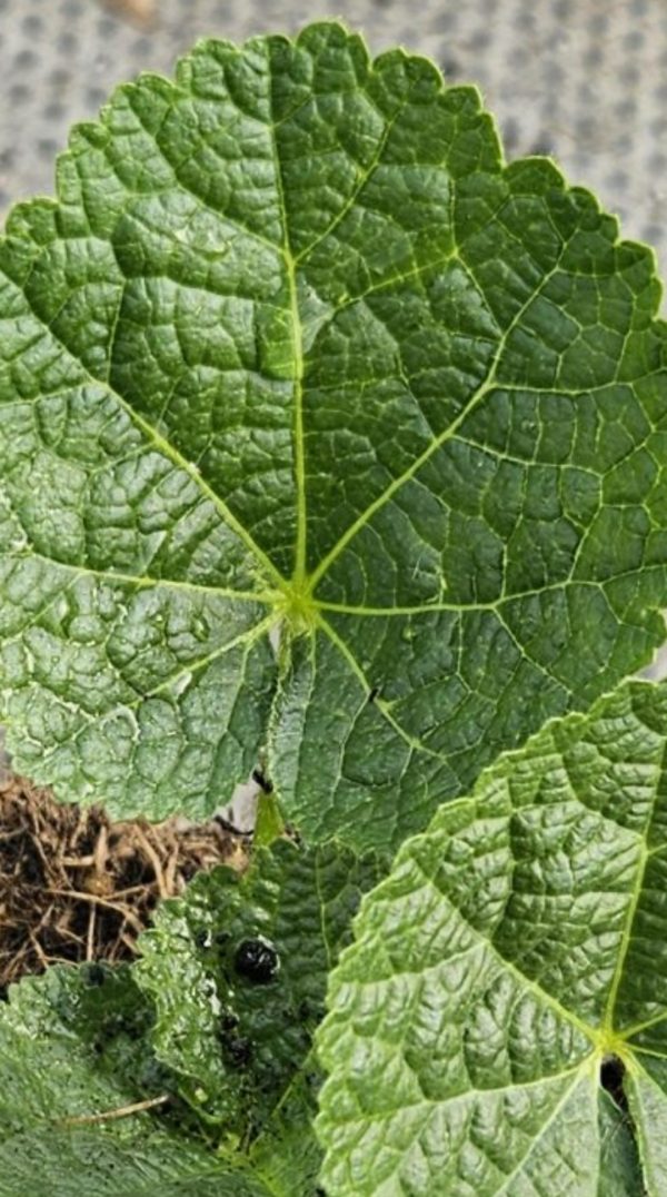 Alcea rosea 'Spring Celebrities White'