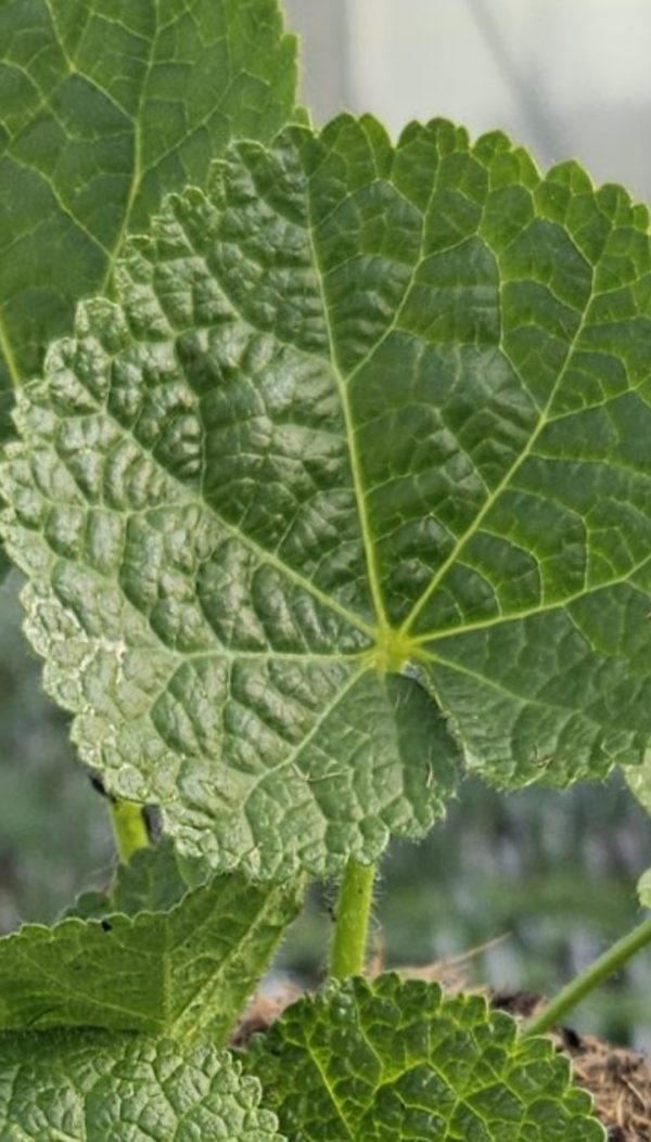 Alcea rosea 'Spring Celebrities White'