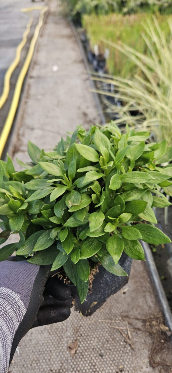 Alstroemeria 'Compact Lola'