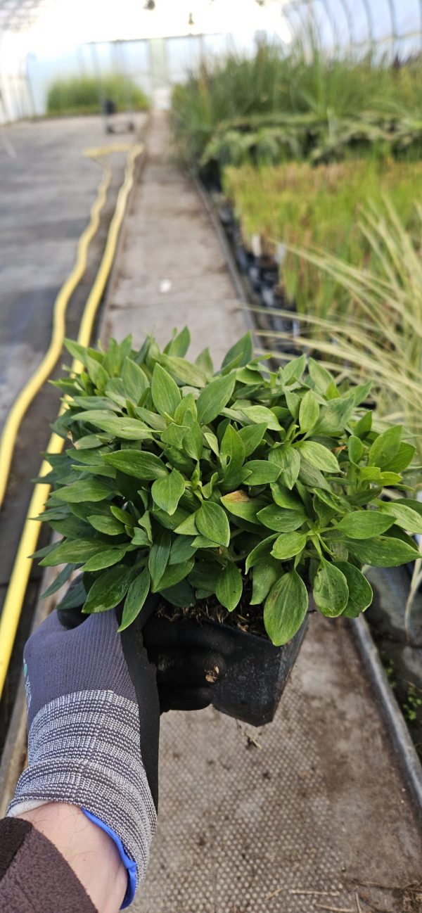 Alstroemeria 'Compact Lola'