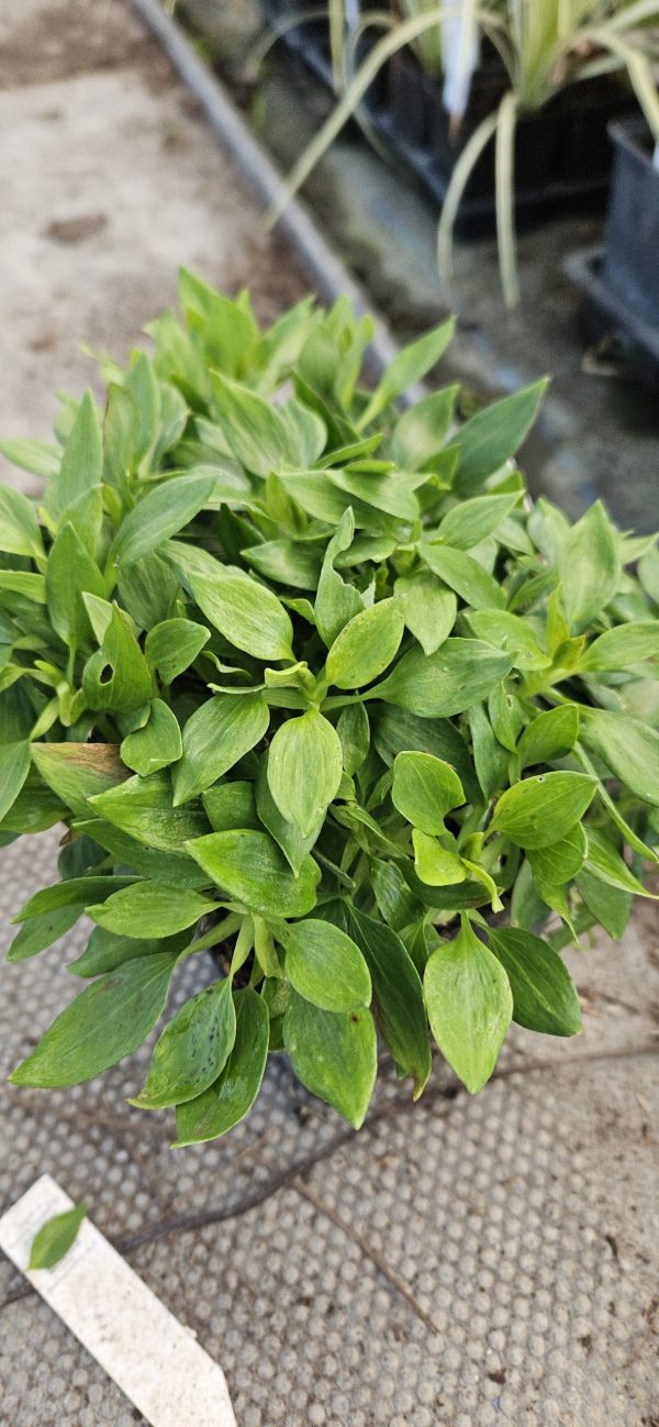 Alstroemeria 'Compact Lola'