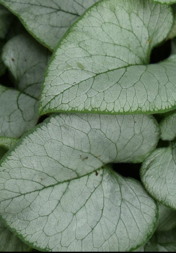 Brunnera macrophylla 'Looking Glass'