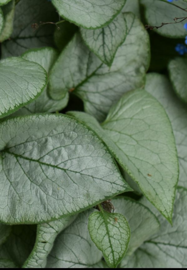 Brunnera macrophylla 'Looking Glass'