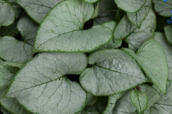 Brunnera macrophylla 'Looking Glass'