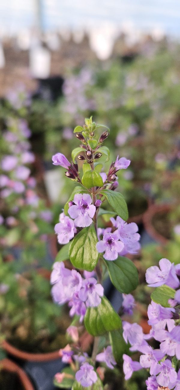 Calamintha nepeta New 1 Calamintha nepeta subsp. nepeta