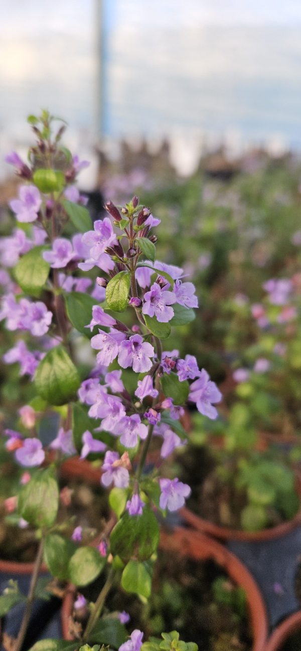 Calamintha nepeta New2 Calamintha nepeta subsp. nepeta