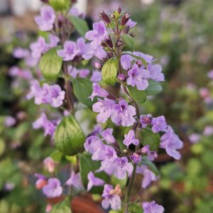 Calamintha nepeta subsp. nepeta