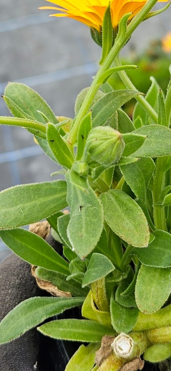 Calendula 'Winter Wonder Amber Arctic' Calendula 'Winter Wonder Amber Arctic'