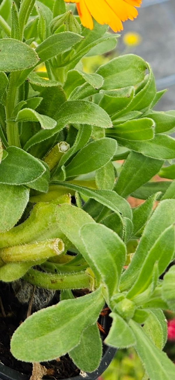 Calendula 'Winter Wonder Amber Arctic'2 Calendula 'Winter Wonder Amber Arctic'
