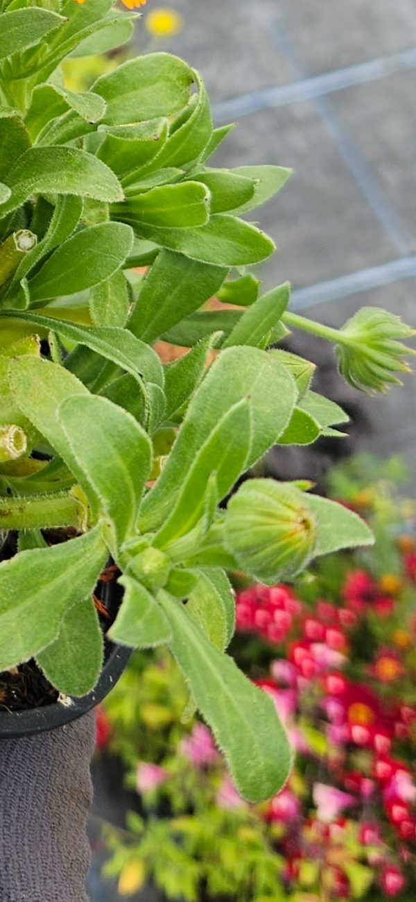 Calendula 'Winter Wonder Amber Arctic'3 Calendula 'Winter Wonder Amber Arctic'