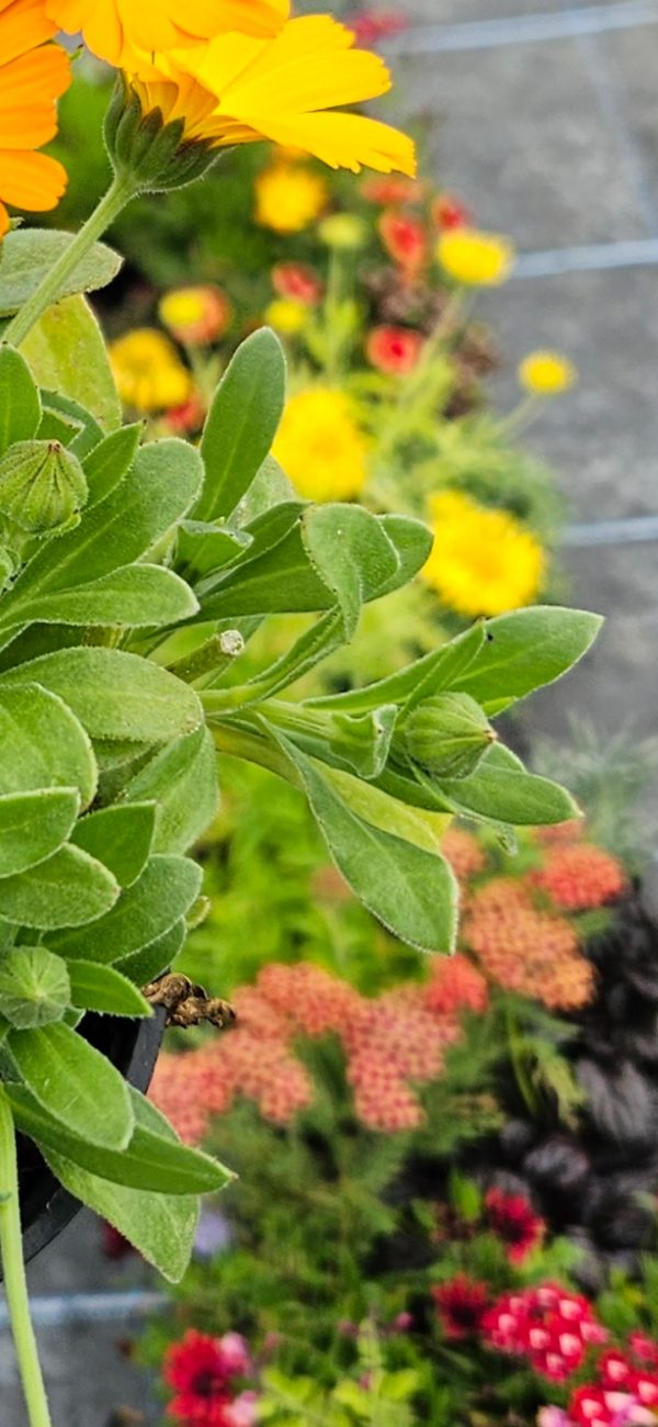 Calendula 'Winter Wonder Peach Polar'
