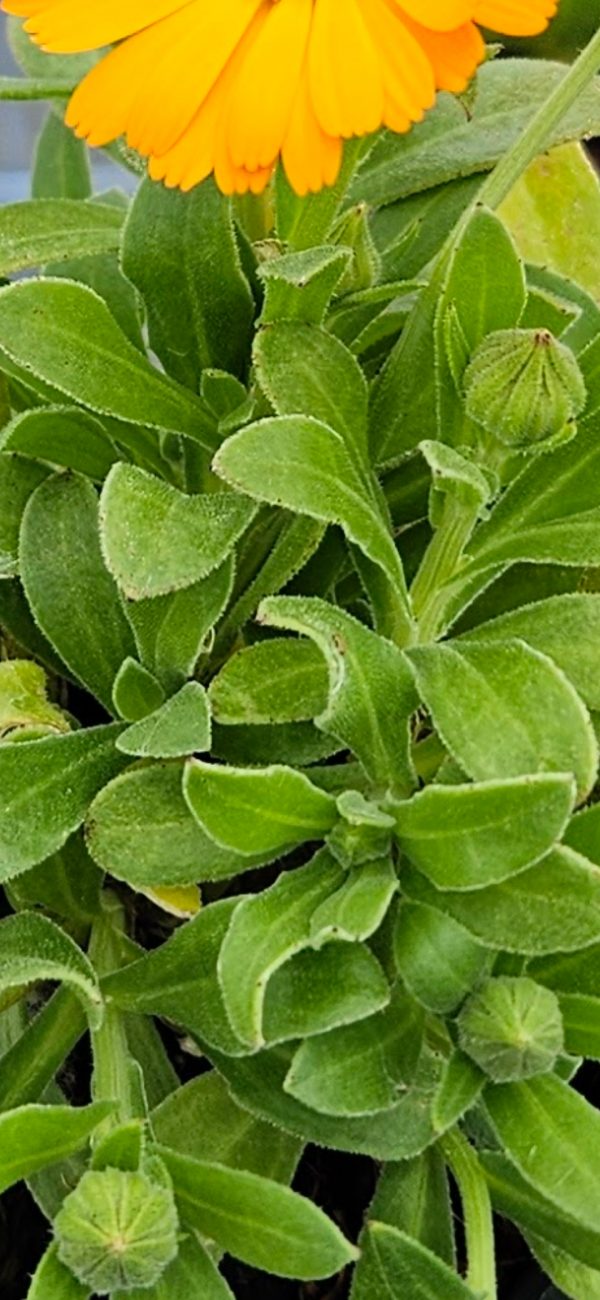 Calendula 'Winter Wonder Peach Polar'