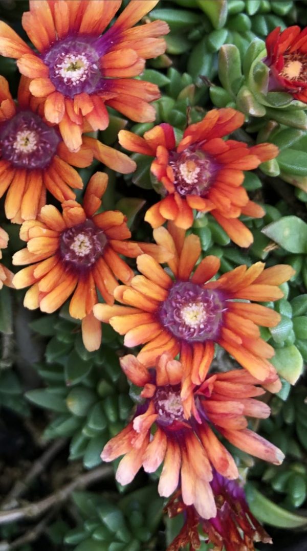 Delosperma 'Sundella Apricot'