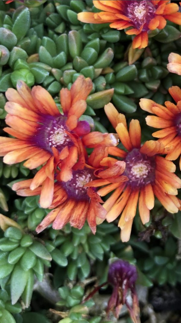 Delosperma 'Sundella Apricot'
