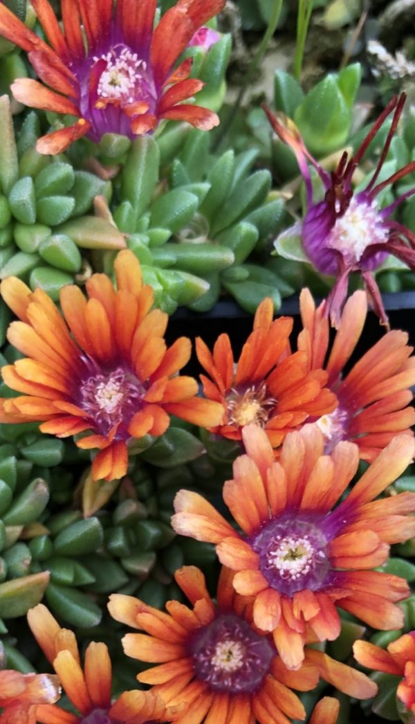 Delosperma 'Sundella Apricot'