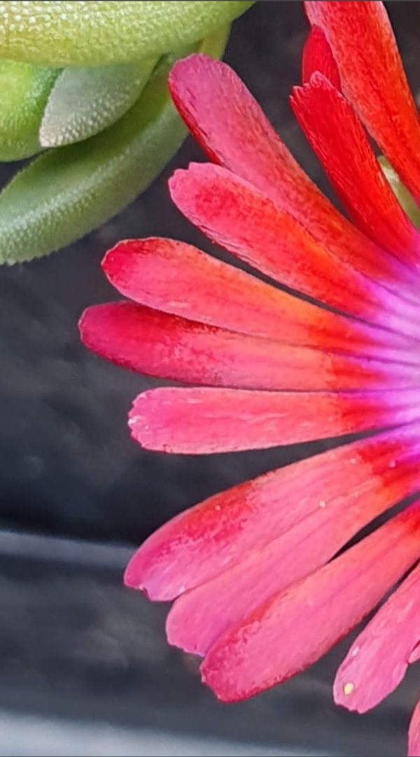 Delosperma 'Sundella Red' Delosperma 'Sundella Red'