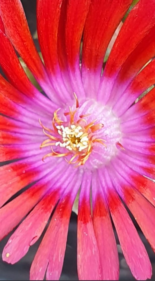 Delosperma 'Sundella Red'2 Delosperma 'Sundella Red'