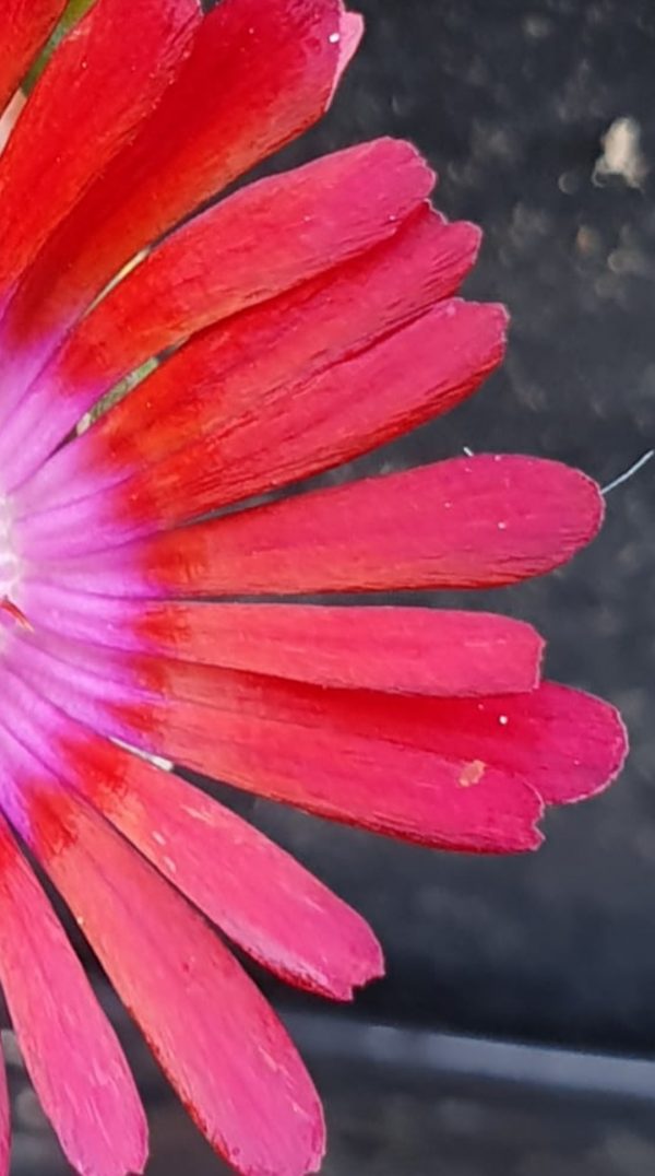 Delosperma 'Sundella Red'3 Delosperma 'Sundella Red'